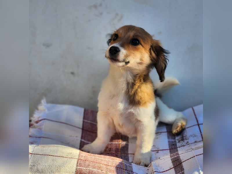 Arielle sucht ein Zuhause für immer