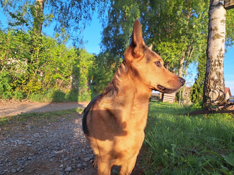 MILO – VOLLGAS ODER KUSCHELN! ❤️