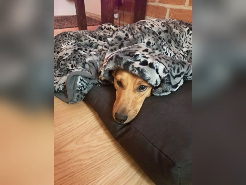 MILO – VOLLGAS ODER KUSCHELN! ❤️
