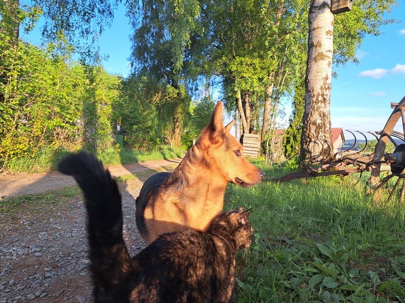 MILO – VOLLGAS ODER KUSCHELN! ❤️