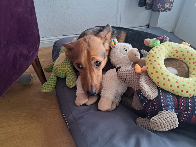 MILO – VOLLGAS ODER KUSCHELN! ❤️