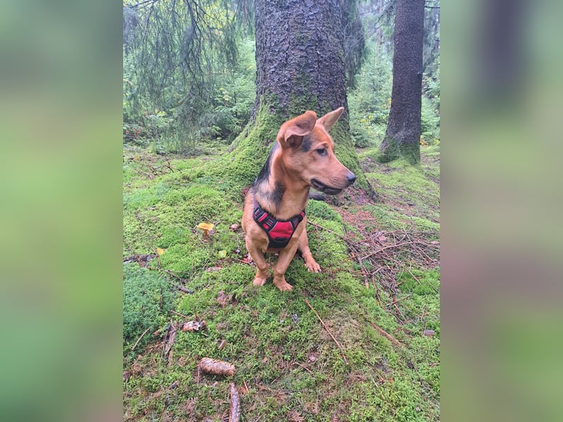 MILO – VOLLGAS ODER KUSCHELN! ❤️