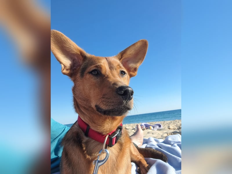 MILO – VOLLGAS ODER KUSCHELN! ❤️