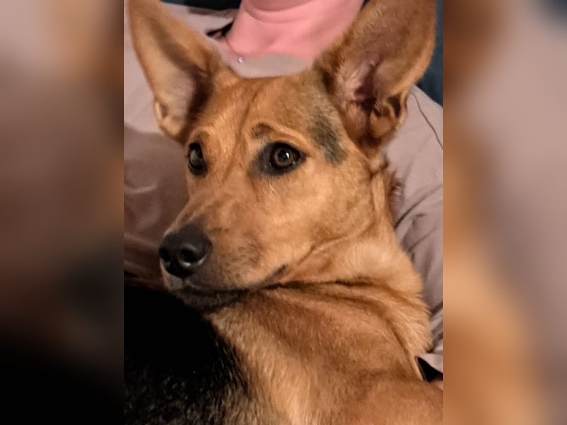 MILO – VOLLGAS ODER KUSCHELN! ❤️