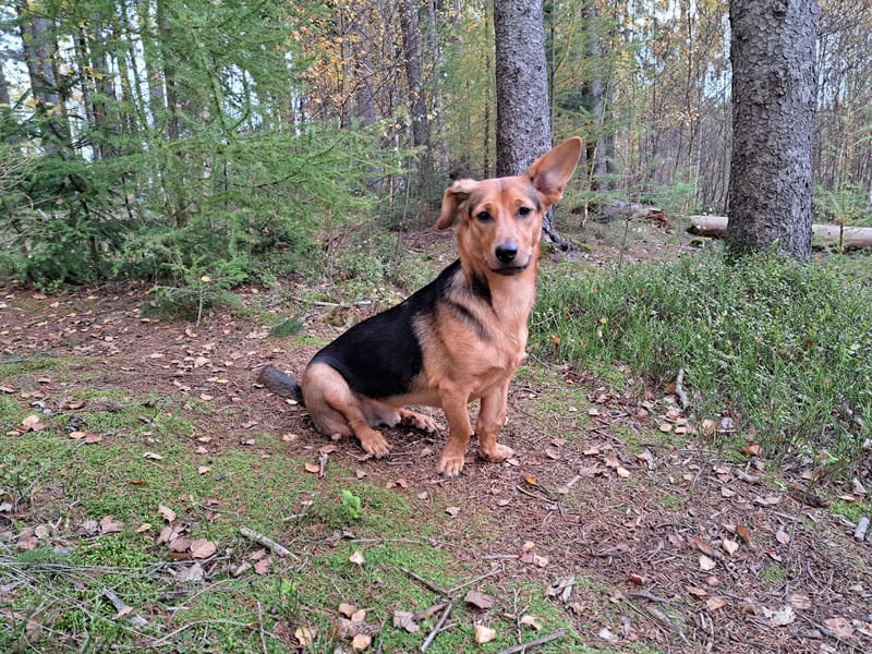 MILO – VOLLGAS ODER KUSCHELN! ❤️