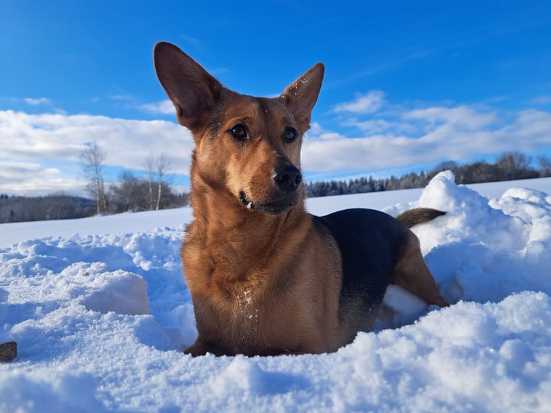 MILO – VOLLGAS ODER KUSCHELN! ❤️