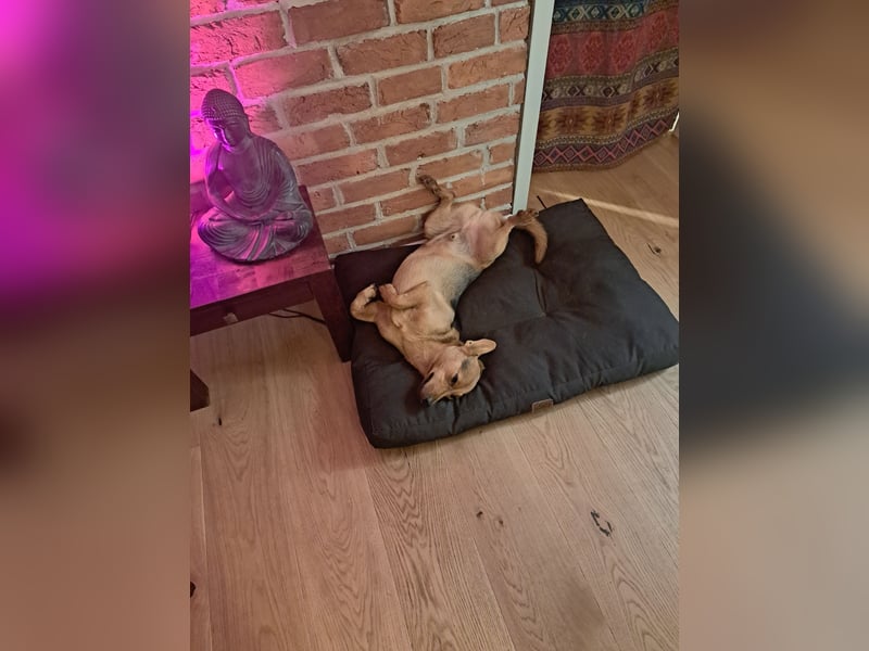 MILO – VOLLGAS ODER KUSCHELN! ❤️