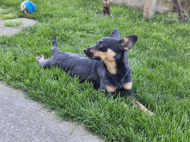 Hanni