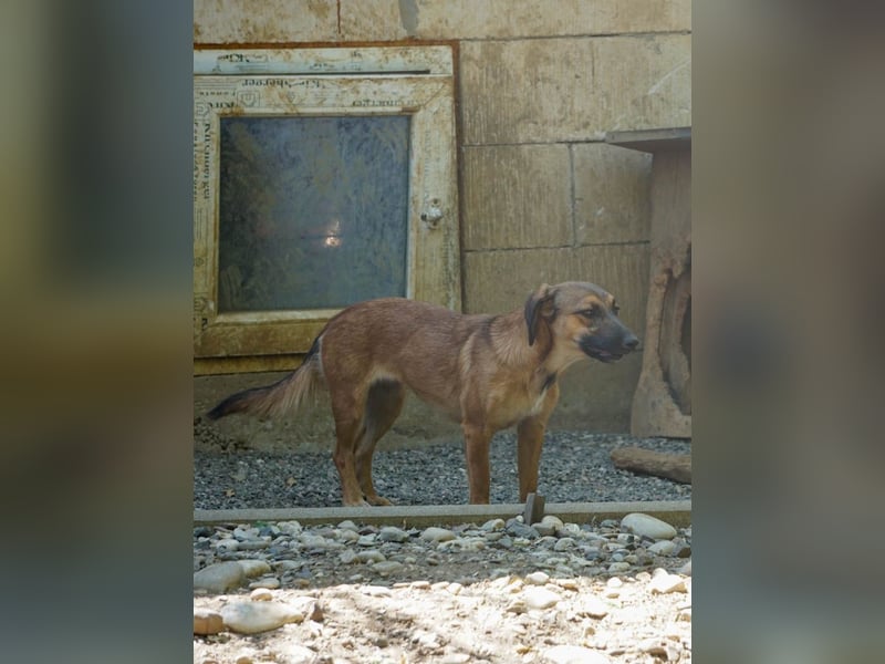 Hübsche ALMA sucht liebevolles Zuhause