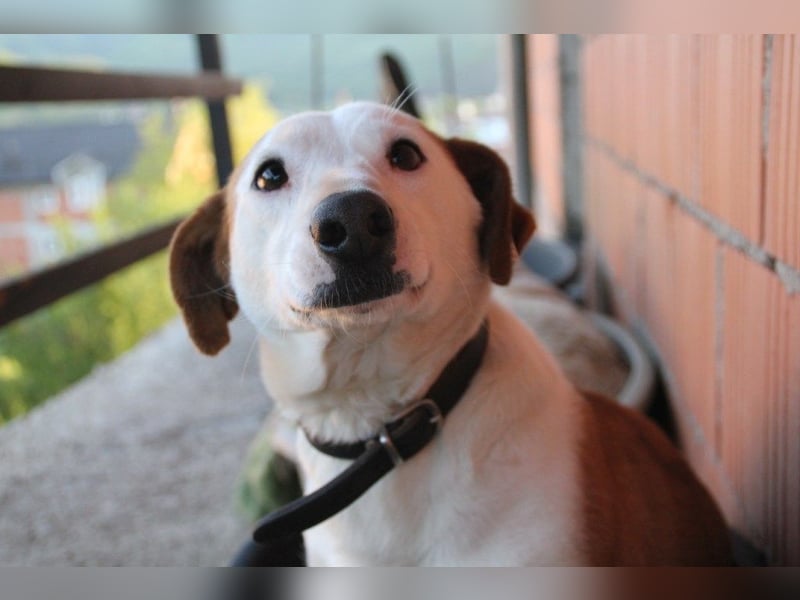 BEPI - Wer löst sein Ticket ins Glück und schenkt ihm ein liebevolles, ruhiges Zuhause BEPI - Wer löst sein Ticket ins Glück und schenkt ihm ein liebevolles, ruhiges Zuhause