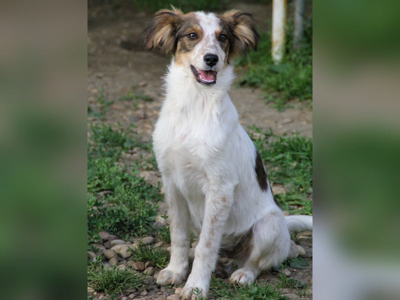 Zuckerschnute EMIL ist ein neugieriger und verspielter Hundebub Zuckerschnute EMIL ist ein neugieriger und verspielter Hundebub