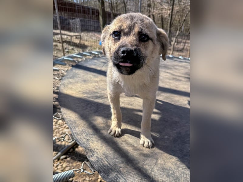 SMOKY kleine Schnauze - großes Herz zum Verlieben !