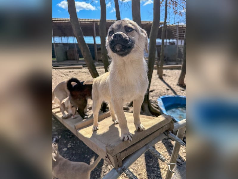 SMOKY kleine Schnauze - großes Herz zum Verlieben !