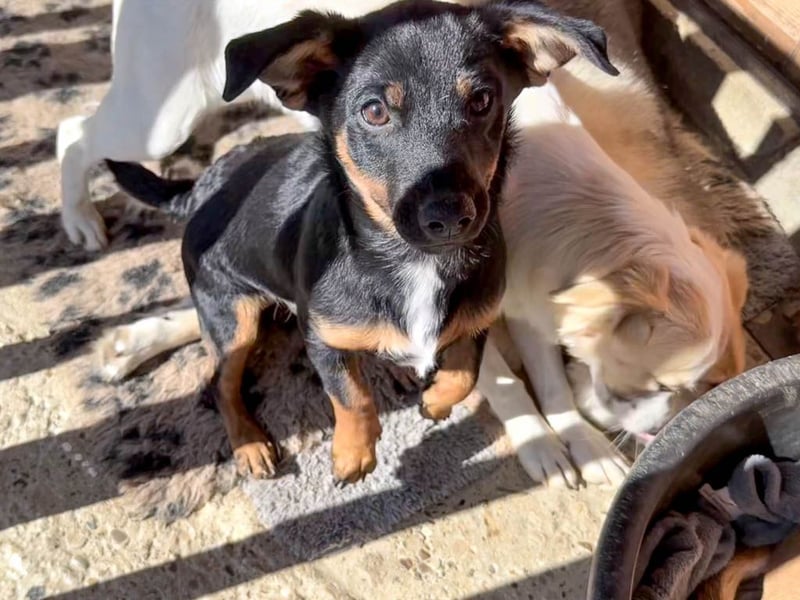 zauberhafte ROXANA möchte nach Hause reisen !