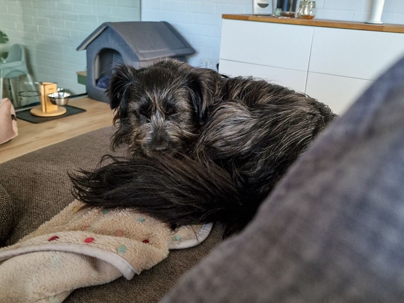 RAMONA, schon MAMA aber selbst noch auf der Suche nach Ihrem großen Glück - EIGENE HUNDEELTERN !