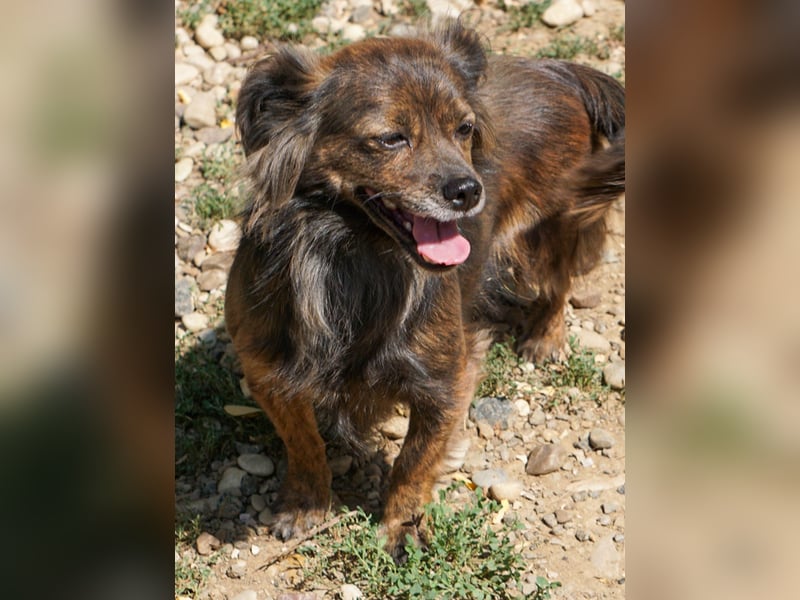 Kuckuck, wer schenkt Traumhündin EMILIJA ein liebevolles Zuhause? Kuckuck, wer schenkt Traumhündin EMILIJA ein liebevolles Zuhause?