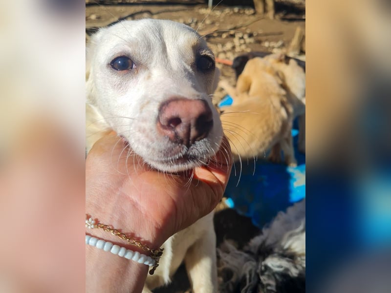Aufgeweckter SKIPPER sucht aktive Menschen zum Spielen und Toben
