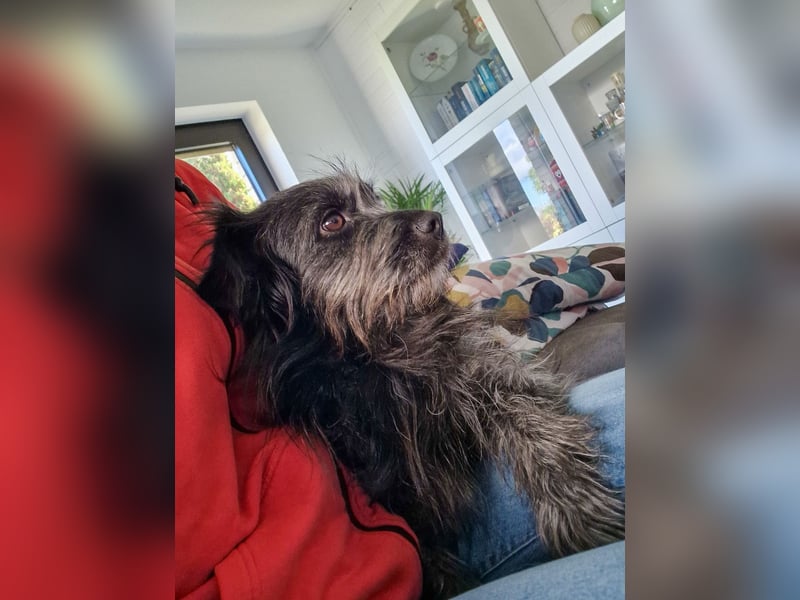 RAMONA, schon MAMA aber selbst noch auf der Suche nach Ihrem großen Glück - EIGENE HUNDEELTERN !