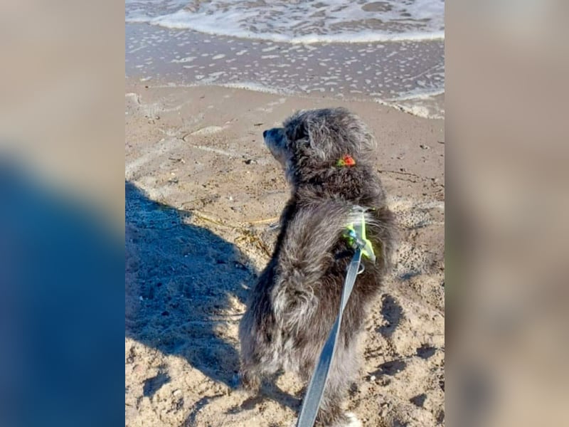 Verspielter Hunde-Opi BUDDY kann in 29413 Dähre kennengelernt werden