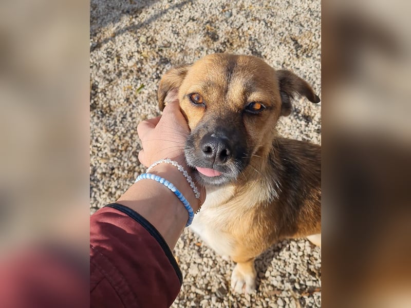 Herzensmensch gesucht - liebe MILLIE hofft den Jackpot Ausreise zu knacken