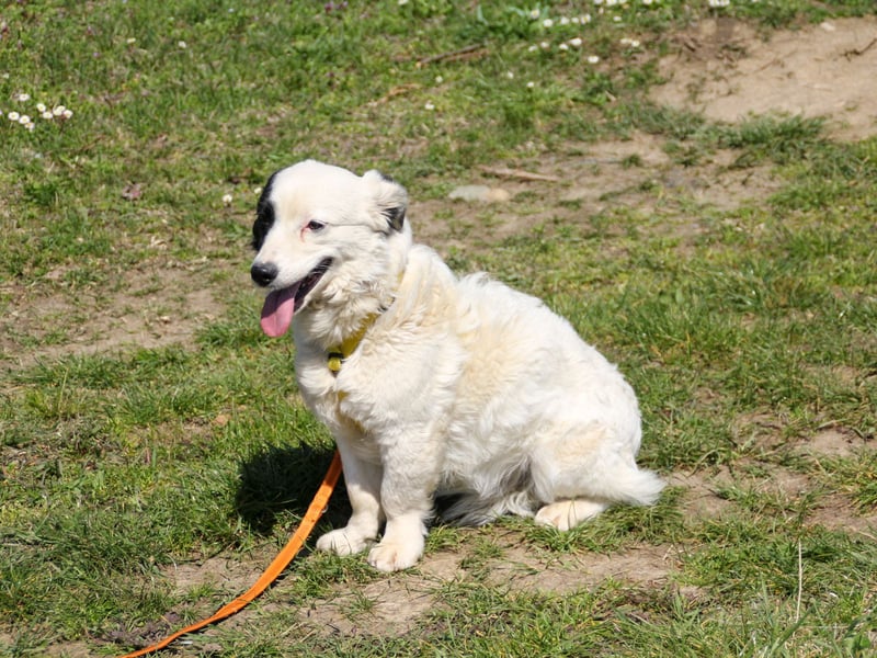 PUPIN einzigartig, lebensfroh - einfach PERFEKT !