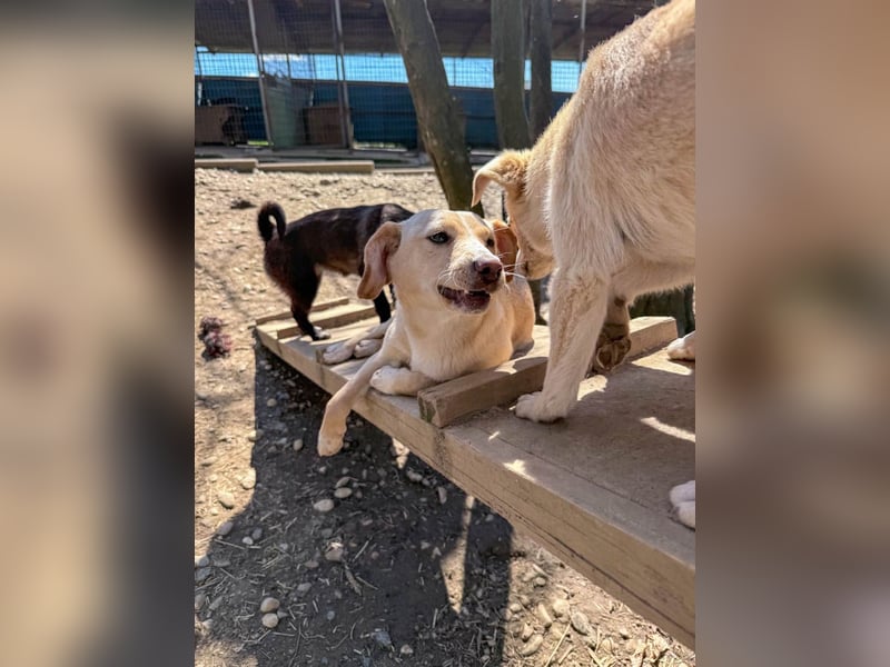 möchtest DU SASSY die Welt zeigen ?