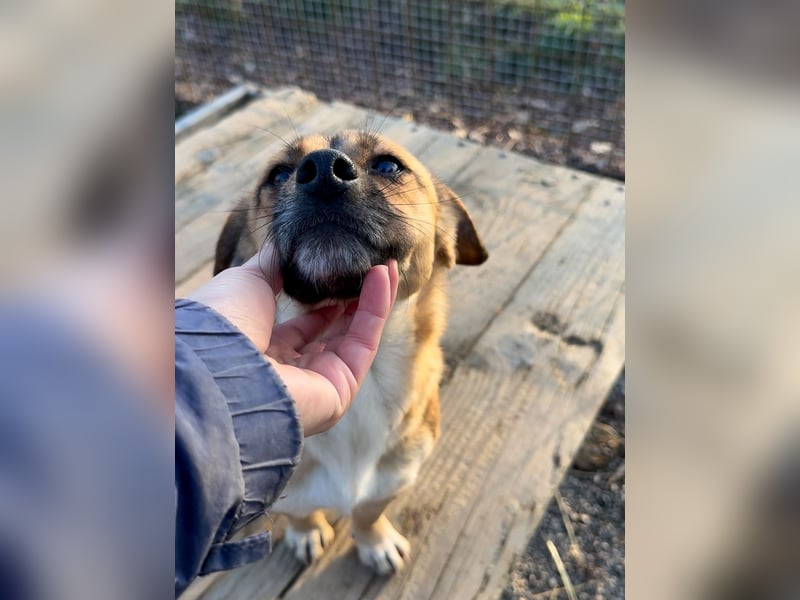 Herzensmensch gesucht - liebe MILLIE hofft den Jackpot Ausreise zu knacken