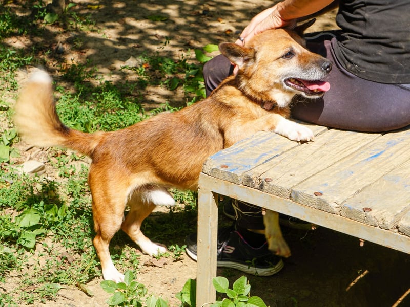 Kuckuck, zauberhafter AMON sucht liebevolle Familie Kuckuck, zauberhafter AMON sucht liebevolle Familie