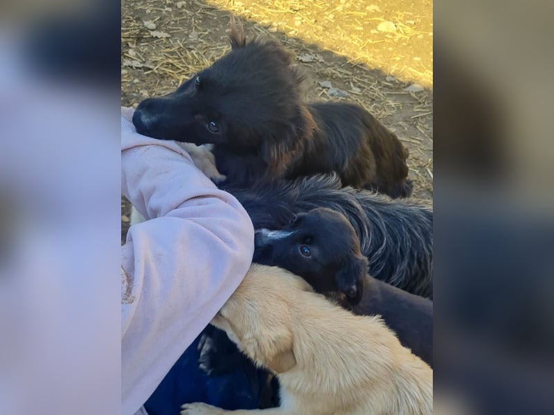 SUSHI - Knopfaugen zum Verlieben !!!