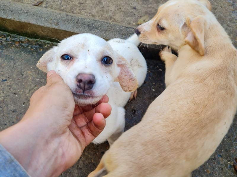 SKIPPER klein, frech, WUNDERBAR !