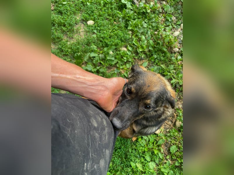 supersüße WELLA sucht nach DIR