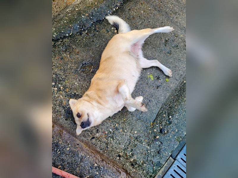 Verspielte und verschmuste INESSA - Traumhündin mit dem Potential zum Herzenshund