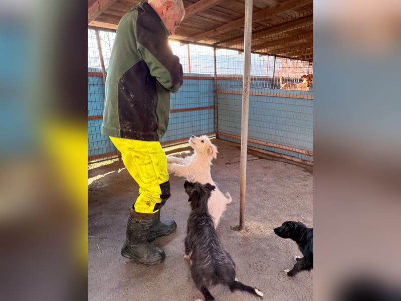 Zuckersüßer Hundebub KASPAR sucht liebevolles Zuhause