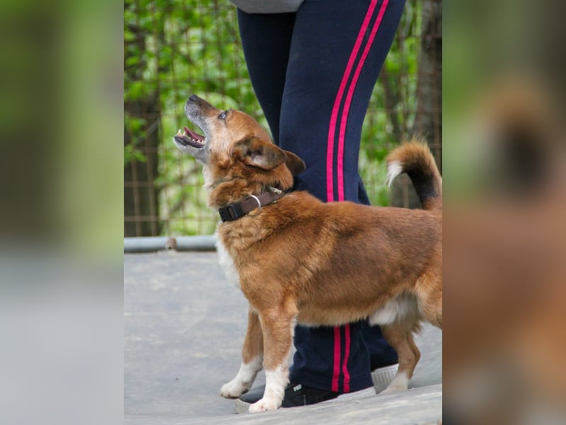 Kuckuck, zauberhafter AMON sucht liebevolle Familie Kuckuck, zauberhafter AMON sucht liebevolle Familie