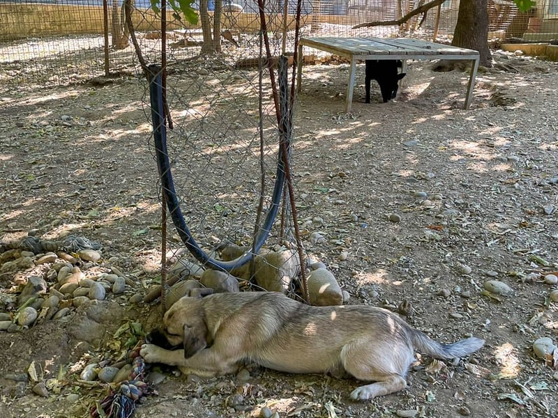 SMOKY sucht seine eigene Familie zum Spielen, Toben und Kuscheln ...