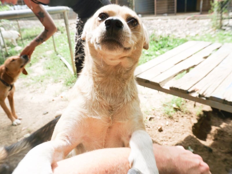 Verspielte und verschmuste INESSA - Traumhündin mit dem Potential zum Herzenshund