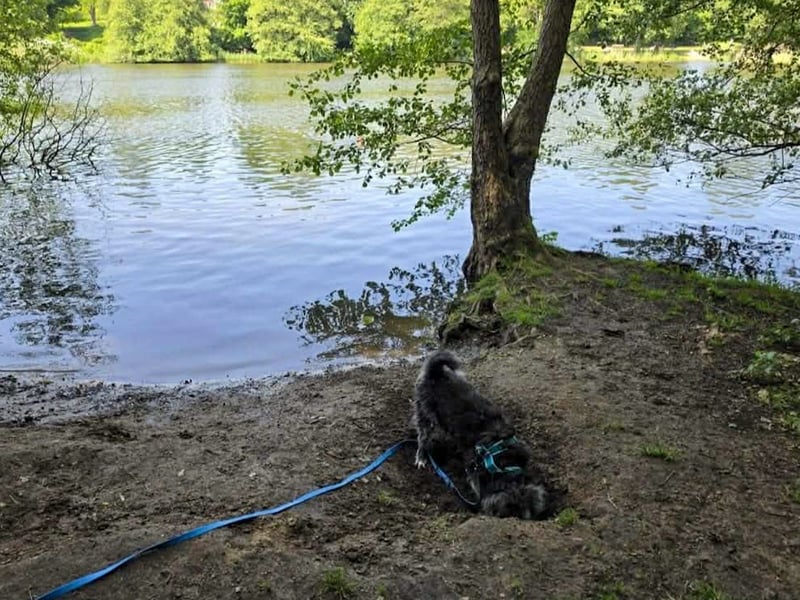 Verspielter Hunde-Opi BUDDY kann in 29413 Dähre kennengelernt werden