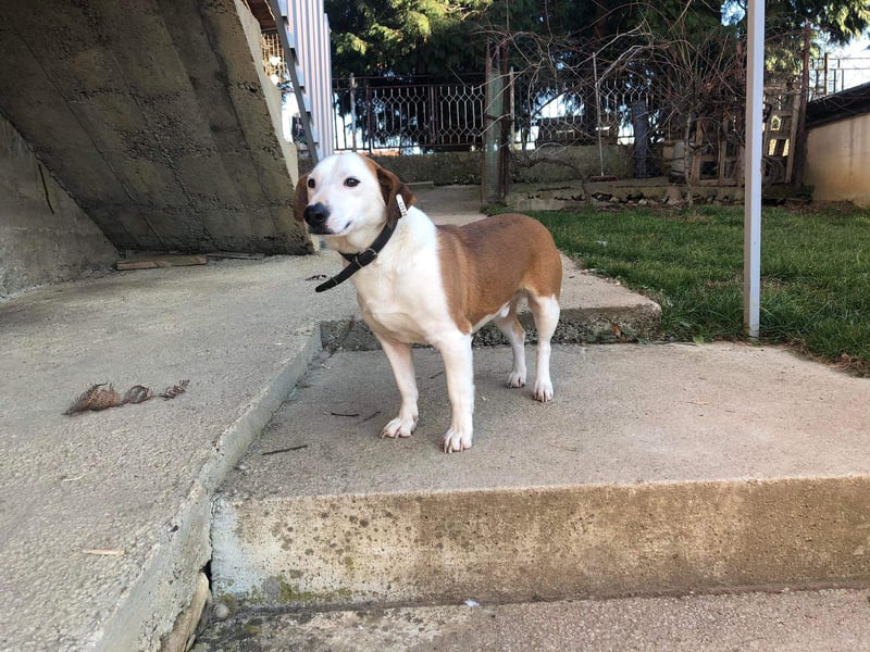 BEPI - Wer löst sein Ticket ins Glück und schenkt ihm ein liebevolles, ruhiges Zuhause