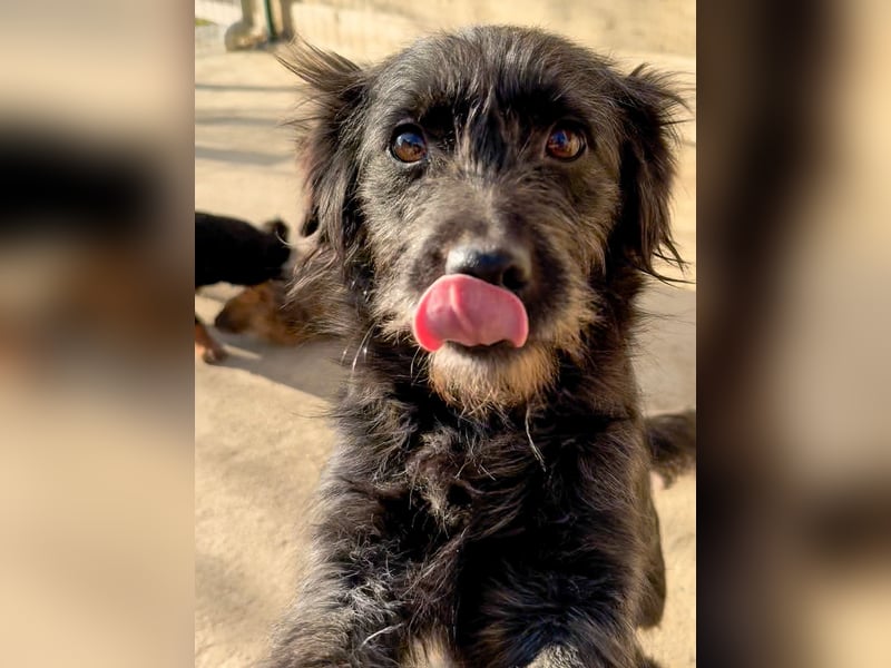 Zuckerschnauze RAMONA - bist du ihr Ticket ins Glück