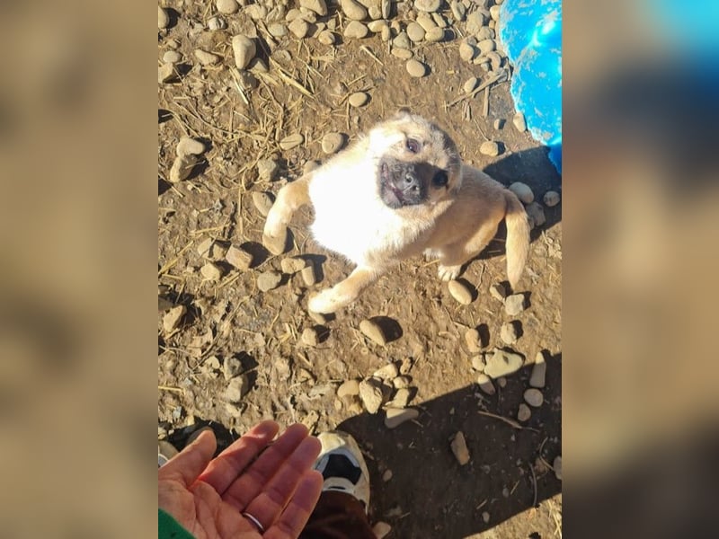 SMOKY kleine Schnauze - großes Herz zum Verlieben !