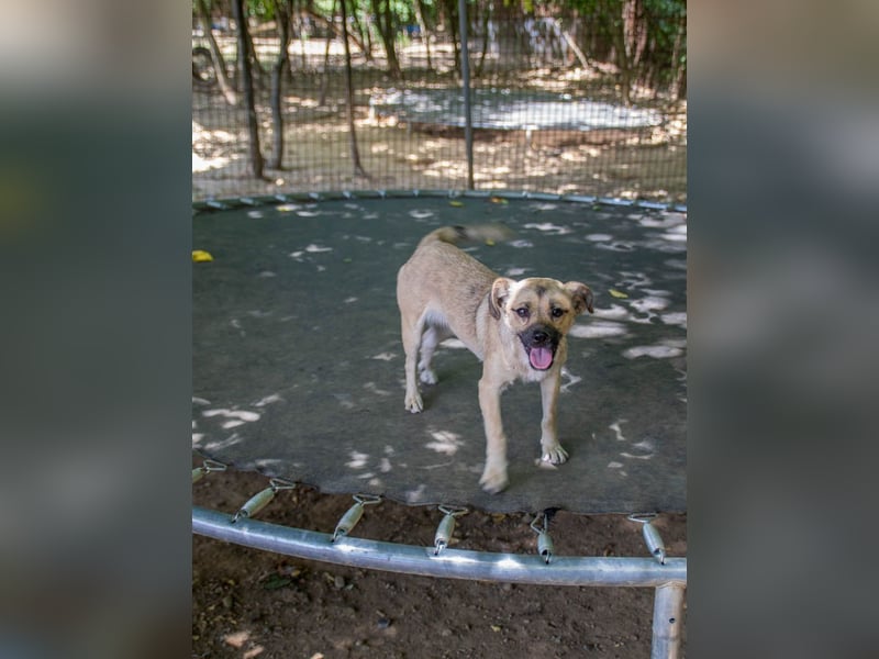 SMOKY sucht seine eigene Familie zum Spielen, Toben und Kuscheln ...