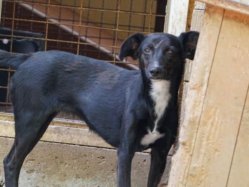 Kuckuck - lebensfrohe FIONA sucht ihr Zuhause