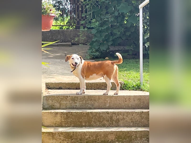 Ruhiger BEPI sucht sein Glück