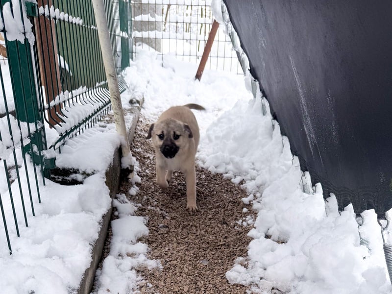 SMOKY kleine Schnauze - großes Herz zum Verlieben !