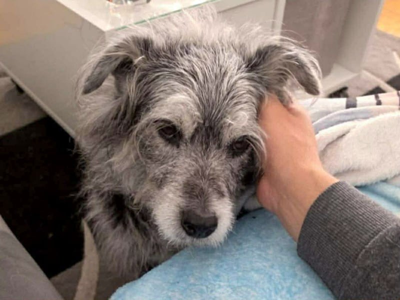 Verspielter Hunde-Opi BUDDY kann in 29413 Dähre kennengelernt werden