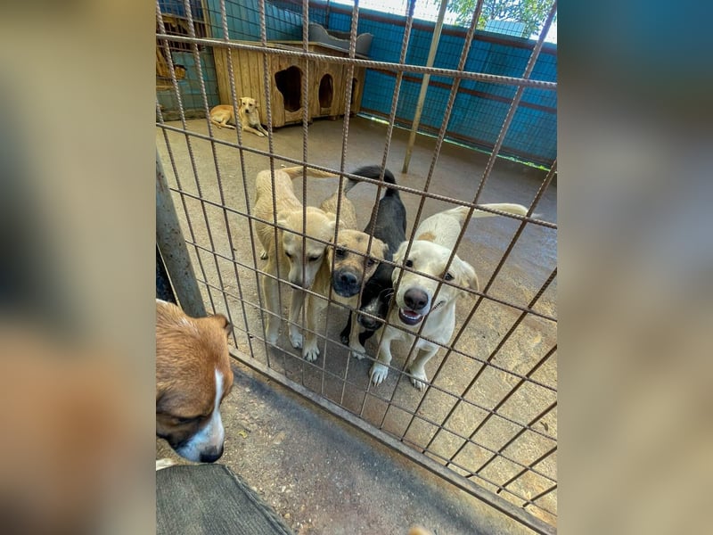 SMOKY sucht seine eigene Familie zum Spielen, Toben und Kuscheln ...