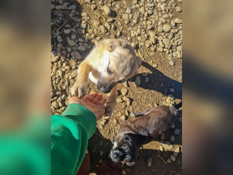 SMOKY kleine Schnauze - großes Herz zum Verlieben !