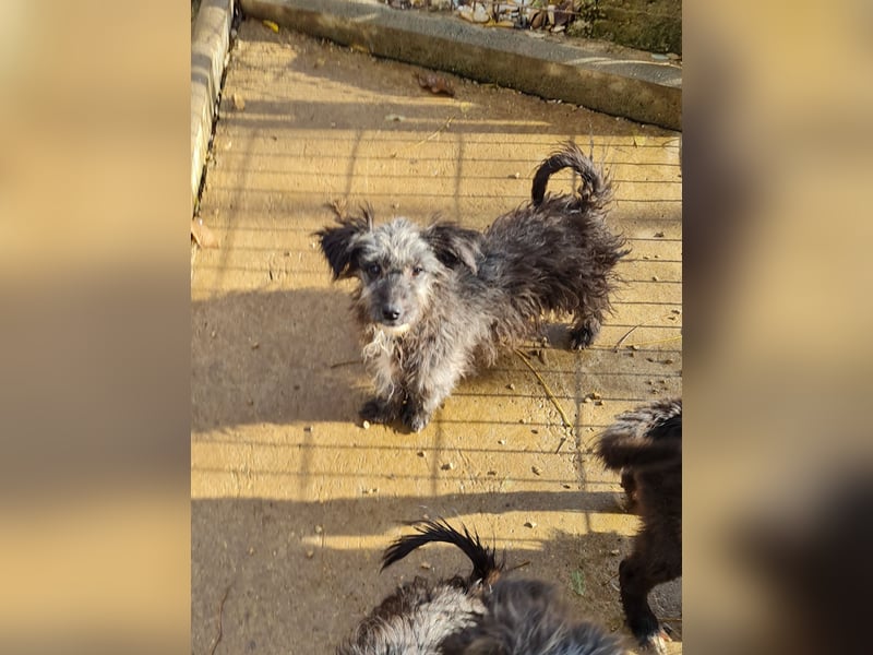 Wuschelkopf KEANU sucht Familie zum Spielen und Toben