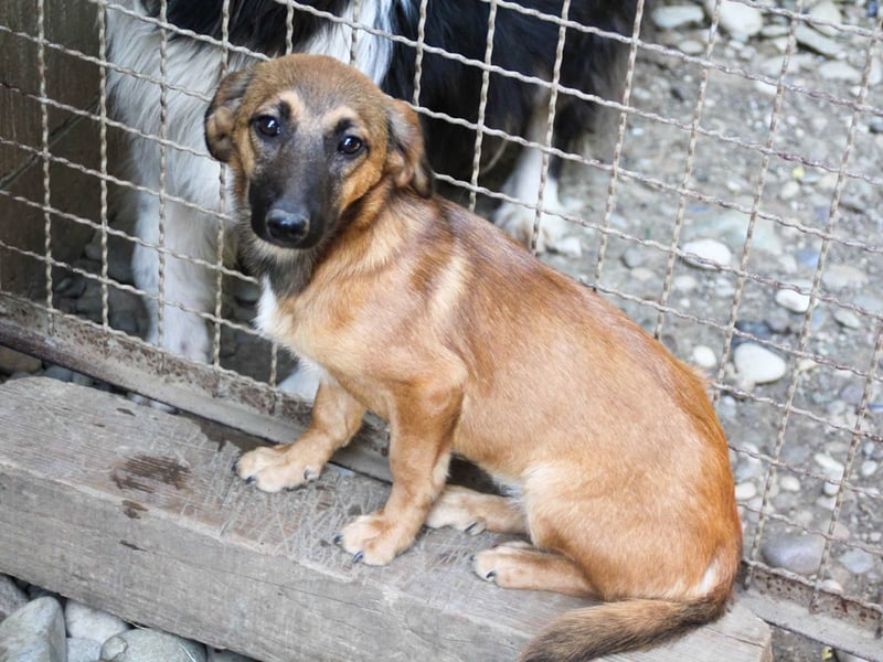 Schlaue ALMA sucht ein für immer Zuhause