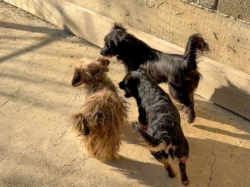 RAMONA rundum perfekt - ihr fehlt nur noch ein eigenes ZUHAUSE